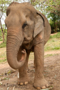 Elephant of Samui Elephant Sanctuary