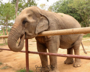 Elephant at Samui Elephant Sanctuary
